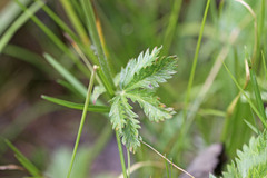 Potentilla gracilis fastigiata