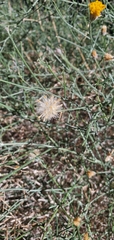 Bebbia juncea