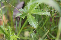 Potentilla gracilis fastigiata