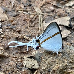 Hypolycaena