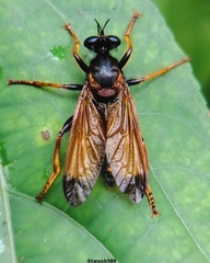 Laphriinae