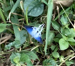 Hypolycaena