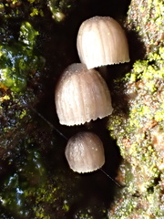 Mycena pseudocorticola