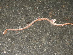 Trimeresurus andersonii