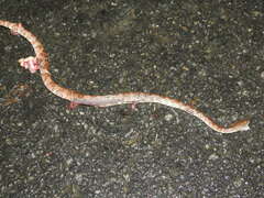 Trimeresurus andersonii