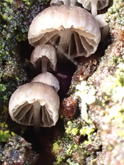 Mycena pseudocorticola