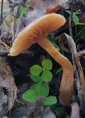 Tubariaceae