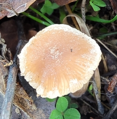 Tubariaceae