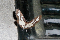 Lomaspilis marginata