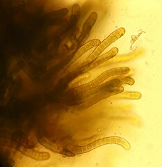 Nostocales