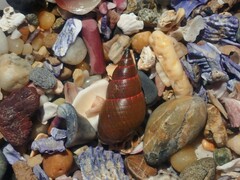 Phasianotrochus eximius