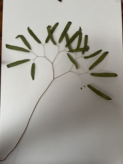 Lygodium articulatum