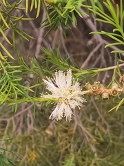 Melaleuca rhaphiophylla