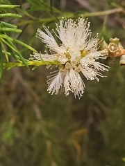 Melaleuca rhaphiophylla