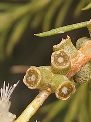 Melaleuca rhaphiophylla