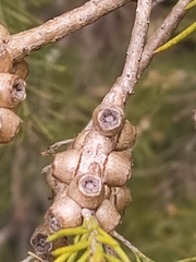 Melaleuca rhaphiophylla