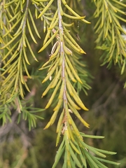 Melaleuca rhaphiophylla