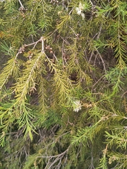 Melaleuca rhaphiophylla