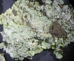 Punctelia caseana