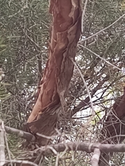 Melaleuca rhaphiophylla