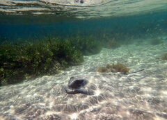 Myliobatis tenuicaudatus