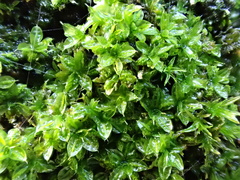 Syntrichia papillosa