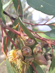 Eucalyptus rudis