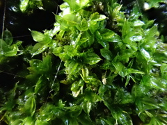 Syntrichia papillosa