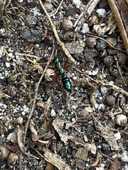 Diamma bicolor