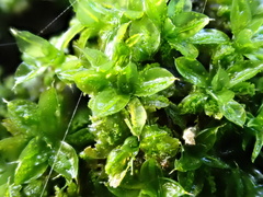 Syntrichia papillosa