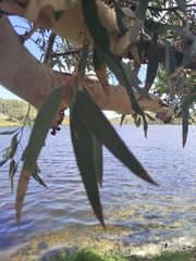 Eucalyptus rudis