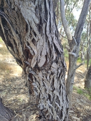 Eucalyptus rudis