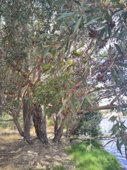Eucalyptus rudis