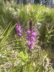Stylidium
