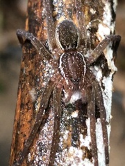 Ctenidae