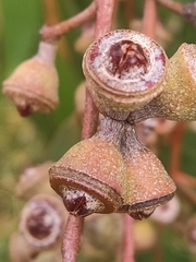 Eucalyptus rudis rudis