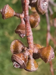 Eucalyptus rudis rudis