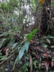 Calanthe arisanensis