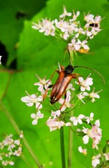 Alosterna tabacicolor