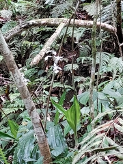 Calanthe arisanensis