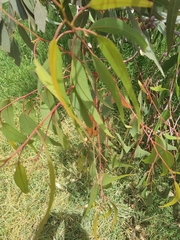 Eucalyptus rudis rudis