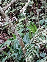 Calanthe arisanensis