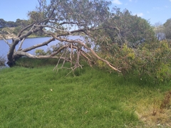 Eucalyptus rudis rudis