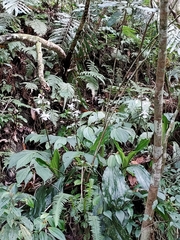 Calanthe arisanensis