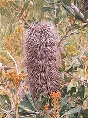 Banksia media
