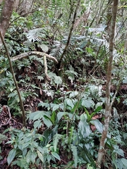 Calanthe arisanensis