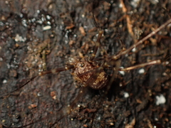 Neopilionidae
