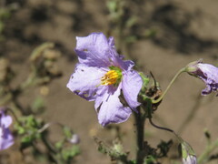 Solanum xanti