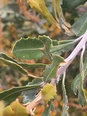 Banksia media