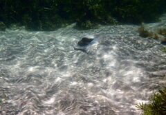 Myliobatis tenuicaudatus